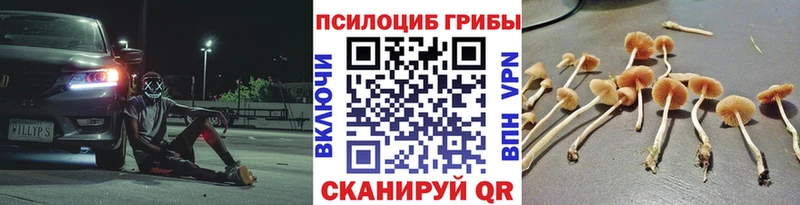 МЕГА   Котельники  Галлюциногенные грибы Psilocybine cubensis 